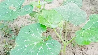 Latest long bean plants