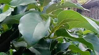 Avocado tree plant full of mystery