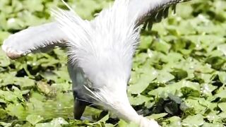 Heron catch fish 2