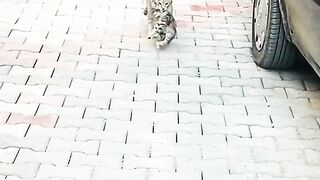 МАМА КОТКА  ВОДИ ДЕТЕТО СИ НА МЕДИЦИНСКИ ПРЕГЛЕД