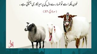 Islamic Learning for Bakra Eid #quran #bakraeidspecial #quotes #logovector #cow #camel