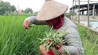 kangkung gratis