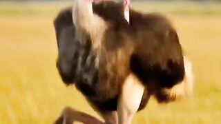 Entertainment video 60