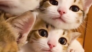 Cute Cat 43