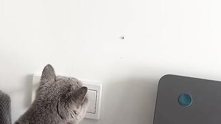 Cute Cat FunVideo