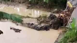 Brebes, kompak membangun jembatan utama menuju sawah dan kebun secara gotong royong.  #reels #viral #brebesinfo #beritabrebes