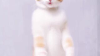 Cat ???? dancing ????