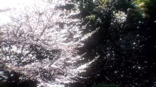 Blossom ????
