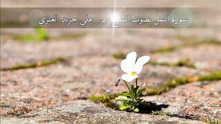 سورة النمل - علي جريد
