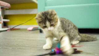 Kittens playing on the grass with animals: Dogs, rabbits, cows, mice - Cats meowing