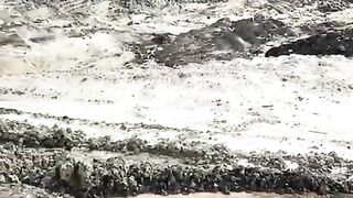 Sightings of monkeys in mining