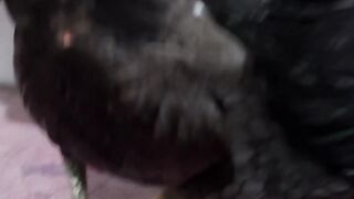 Pet babang randi