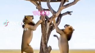 full video watching 38
