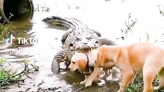 full video watching 39