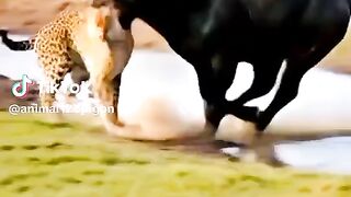 watching full video 2