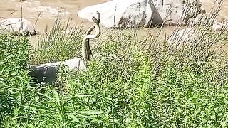 full video watching 40
