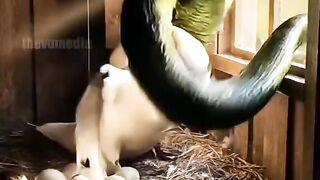 this video full watching