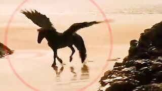 Reality Of Flying Horses ????
