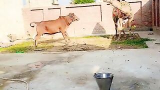 Animal beautiful moment