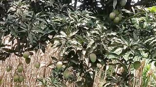 Wow what a mango ???????????????? tree