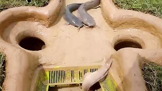 Modern Easy Fish Trapping