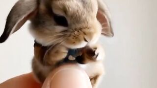 Smallest rabbit in the world