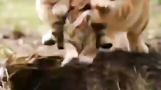 Cat became a bully funny cat fun