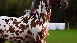 Самые красивые лошади