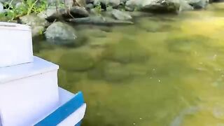 Funny Baby Joker Monkey