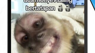 dua moenyet saling bertatapan