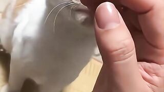 Cute Cat Funny Video 2