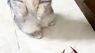 Cat Fun Video