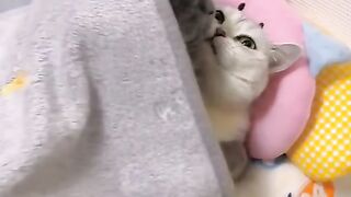 Cat Fun Video 2