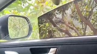 Mango Ko Todae ka naya tarika
