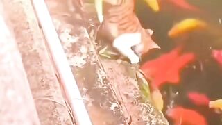 Cat Funny Video 5