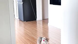 Cat Funny Video 6