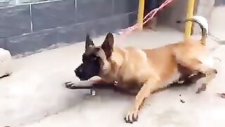 Dog_is_great_#shorts_#dog_#loyaldog_#honestdog_#