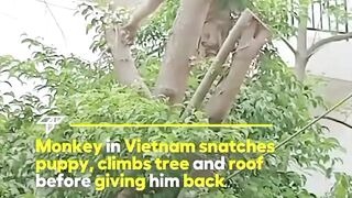 Monkey_kidnapped_dog