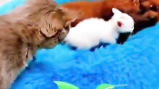 "Kitten ????love for puppy????