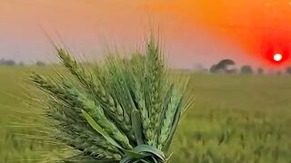 Natural beauty video 2