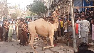 2025 Eid ul Azha