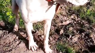 Beautiful Dog 3