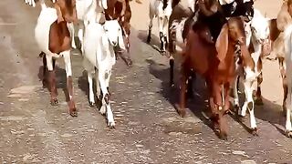 #goats