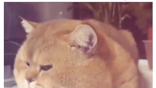 Cute cat food ????