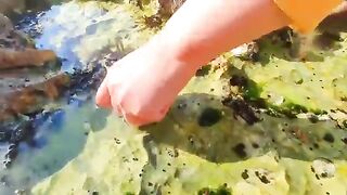 Low Tide Lobsters