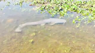 Little Boy & Hand Fishing