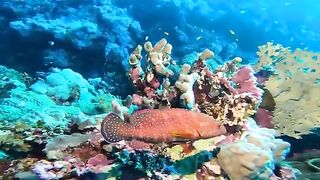Beautiful Sea Animals 2
