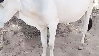 Cow ???? is the best in Pakistan