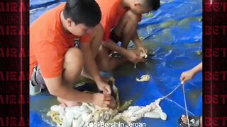 Masih belum dikasih kehidupan