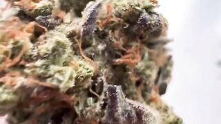 T*e*l*e*gram @Pluto_pluge Buy cannabis ☘️ hash ❄️ MDNA in London
